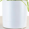 Spider Plant in White Ceramic Cylinder Planter