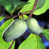5 PAW PAW Fruit TREE Indian Banana Asimina Triloba Flower Seeds