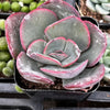 Echeveria Blue Sky