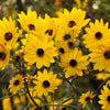 100 SWAMP SUNFLOWER (Narrowleaf Sunflower) Helianthus Angustifolius Flower Seeds