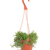 Othonna Capensis 'Ruby Necklace'