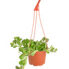 Senecio Jacobsenii 'Trailing Jade'