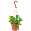 Peperomia Obtusifolia 'Baby Rubber Plant'