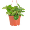 Peperomia Obtusifolia 'Baby Rubber Plant'