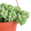 Sedum morganianum 'Burro's Tail'