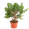 Calathea Makoyana 'Peacock Prayer Plant'