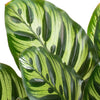 Calathea Makoyana 'Peacock Prayer Plant'