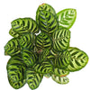Calathea Makoyana 'Peacock Prayer Plant'