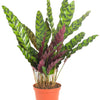 Calathea Lancifolia 'Rattlesnake Plant'