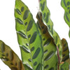 Calathea Lancifolia 'Rattlesnake Plant'