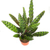 Calathea Lancifolia 'Rattlesnake Plant'