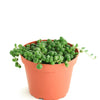Senecio Rowleyanus 'String of Pearls'