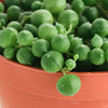 Senecio Rowleyanus 'String of Pearls'