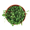 Senecio Rowleyanus 'String of Pearls'