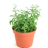 Senecio peregrinus 'String of Dolphins'