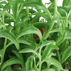 Senecio peregrinus 'String of Dolphins'