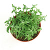Senecio peregrinus 'String of Dolphins'