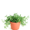 Senecio Radicans 'String of Bananas'