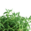 Senecio Radicans 'String of Bananas'
