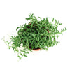 Senecio Radicans 'String of Bananas'