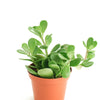 Senecio Jacobsenii 'Trailing Jade'