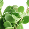 Senecio Jacobsenii 'Trailing Jade'