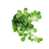 Senecio Jacobsenii 'Trailing Jade'
