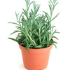 Senecio Radicans 'String of Fishhooks'