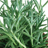 Senecio Radicans 'String of Fishhooks'