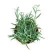 Senecio Radicans 'String of Fishhooks'