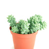 Sedum morganianum 'Burro's Tail'