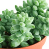 Sedum morganianum 'Burro's Tail'
