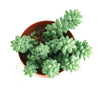 Sedum morganianum 'Burro's Tail'