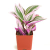 Tradescantia fluminensis 'Nanouk'
