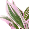 Tradescantia fluminensis 'Nanouk'