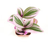 Tradescantia fluminensis 'Nanouk'