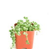 Senecio rowleyanus f. variegatus 'Variegated String of Pearls'