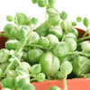 Senecio rowleyanus f. variegatus 'Variegated String of Pearls'