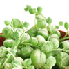 Senecio rowleyanus f. variegatus 'Variegated String of Pearls'