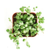 Senecio rowleyanus f. variegatus 'Variegated String of Pearls'