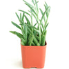 Senecio Radicans 'String of Fishhooks'