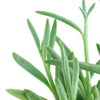 Senecio Radicans 'String of Fishhooks'