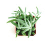 Senecio Radicans 'String of Fishhooks'