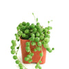 Senecio Rowleyanus 'String of Pearls'