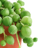 Senecio Rowleyanus 'String of Pearls'