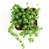 Senecio Rowleyanus 'String of Pearls'