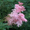 10 QUEEN Of THE PRAIRIE Pink Meadowsweet Filipendula Rubra Flower Seeds
