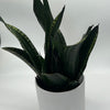 Sansevieria 'Whitney'