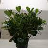 Clusia 'Princess' (Autograph Plant)
