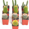 Assorted Mini Cactus Collection